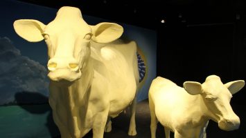 The 2013 Butter Cow and Calf spend their time at the Ohio State Fair in a 46 degree cooler. The American Dairy Association Mideast creates a theme to go along with these sculptures every year.